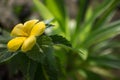 Sage RoseÃ£â¬ÂYellow AlderÃ£â¬ÂYellow Buttercups Turnera ulmifolia